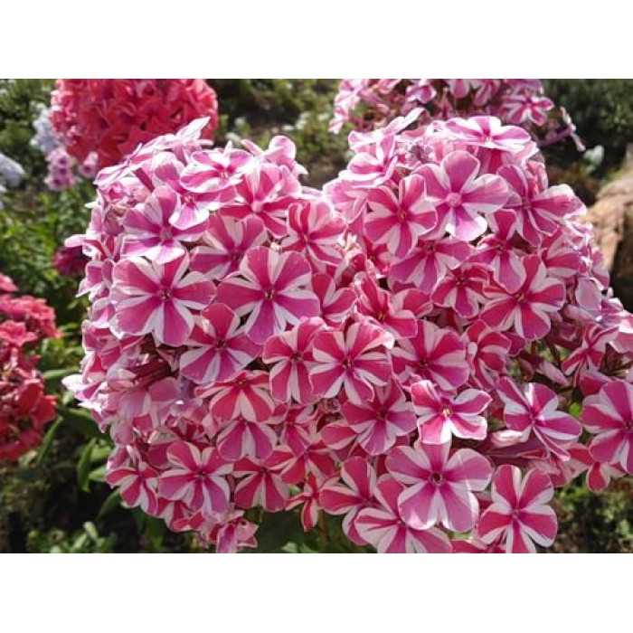 Флокс метельчатый - советы по уходу, посадке и размножению