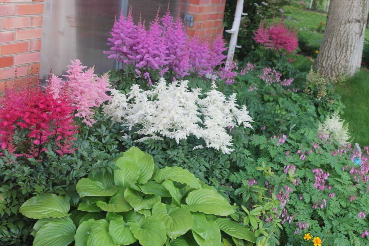 Цветок астильба: посадка и уход в открытом грунте на урале, в сибири, когда высаживать?