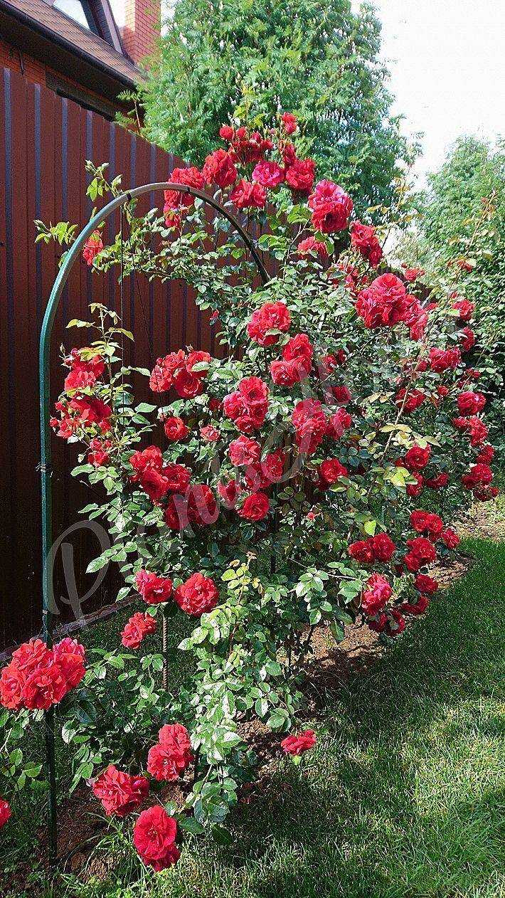 ✅ о розе амадеус (amadeus): описание и характеристики сорта плетистой розы