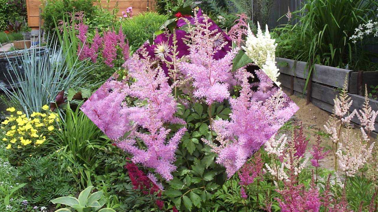 Астильба: выращивание в открытом грунте, посадка и уход