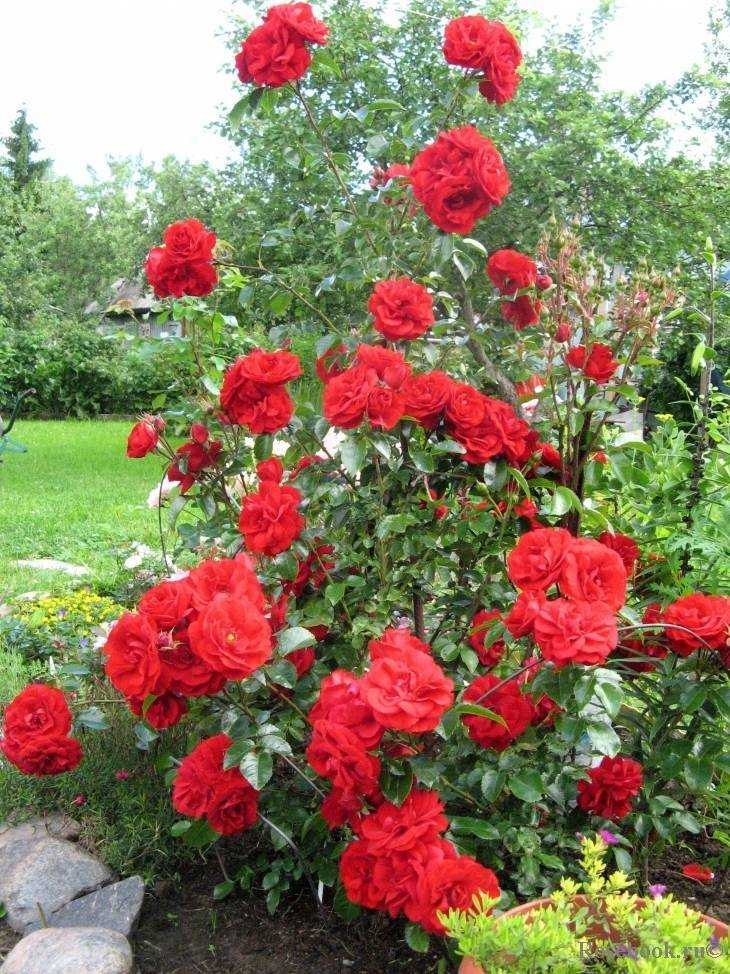 Плетистая роза амадеус, фото и описание_ | speakingflower.ru