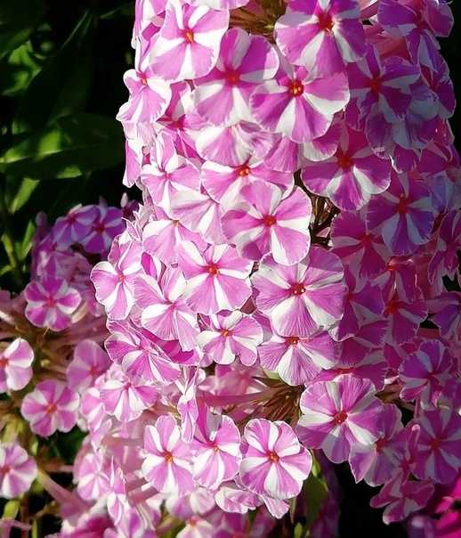 Флокс наташа