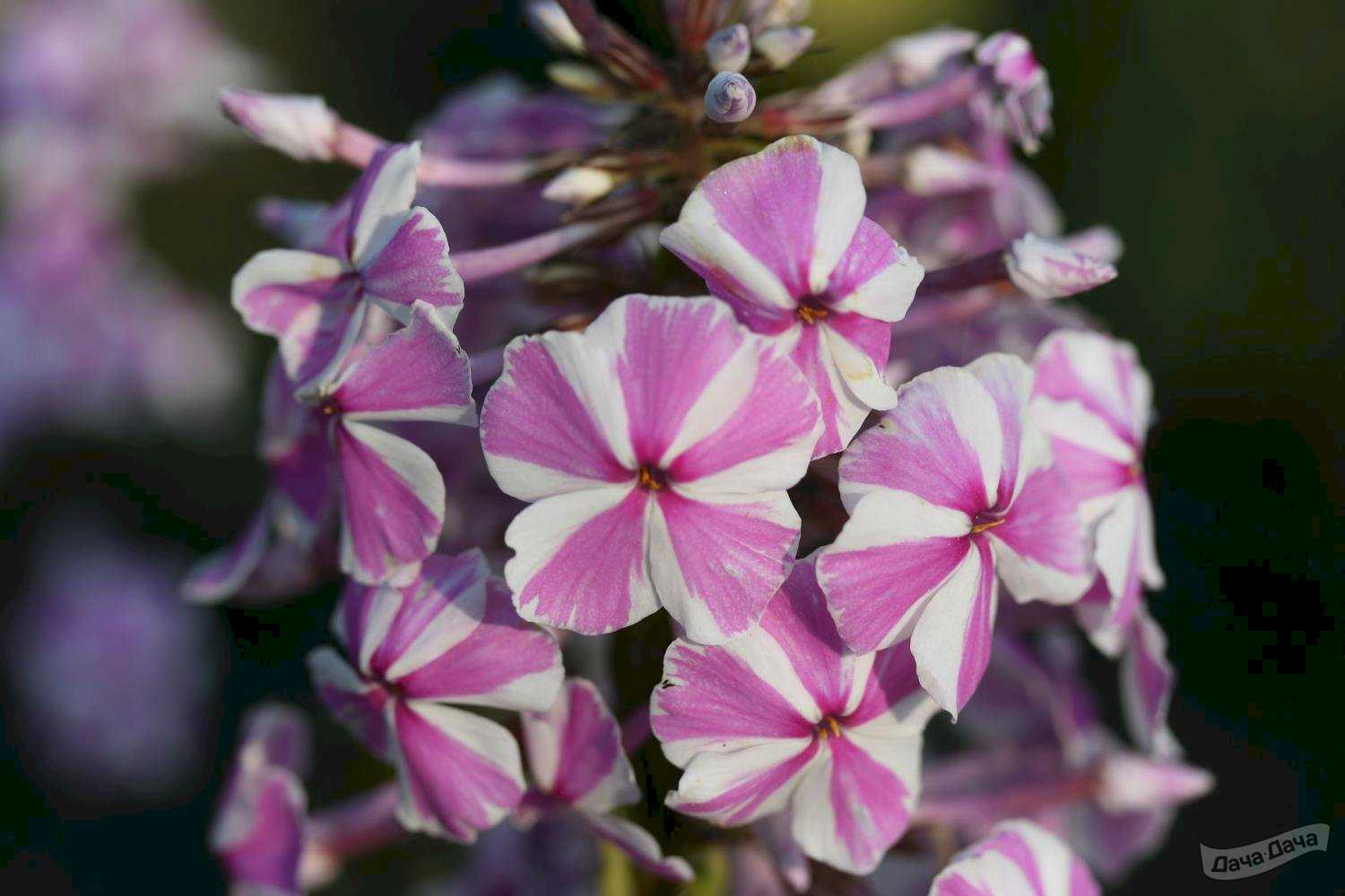 Флокс метельчатый: посадка и уход (+фото)