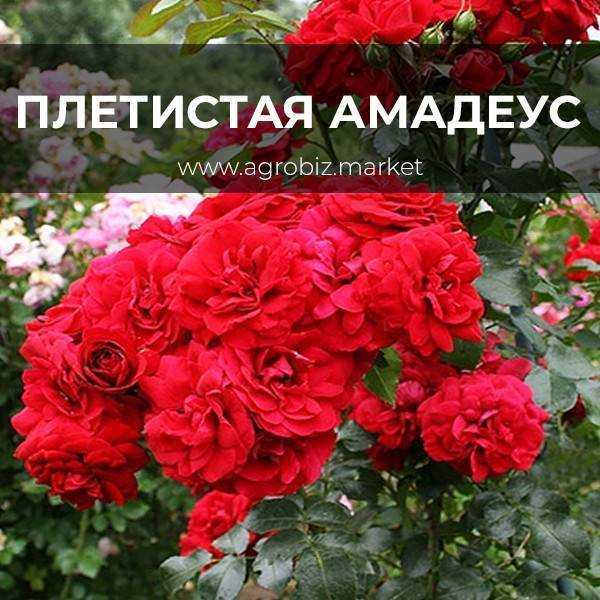 ✅ о розе амадеус (amadeus): описание и характеристики сорта плетистой розы