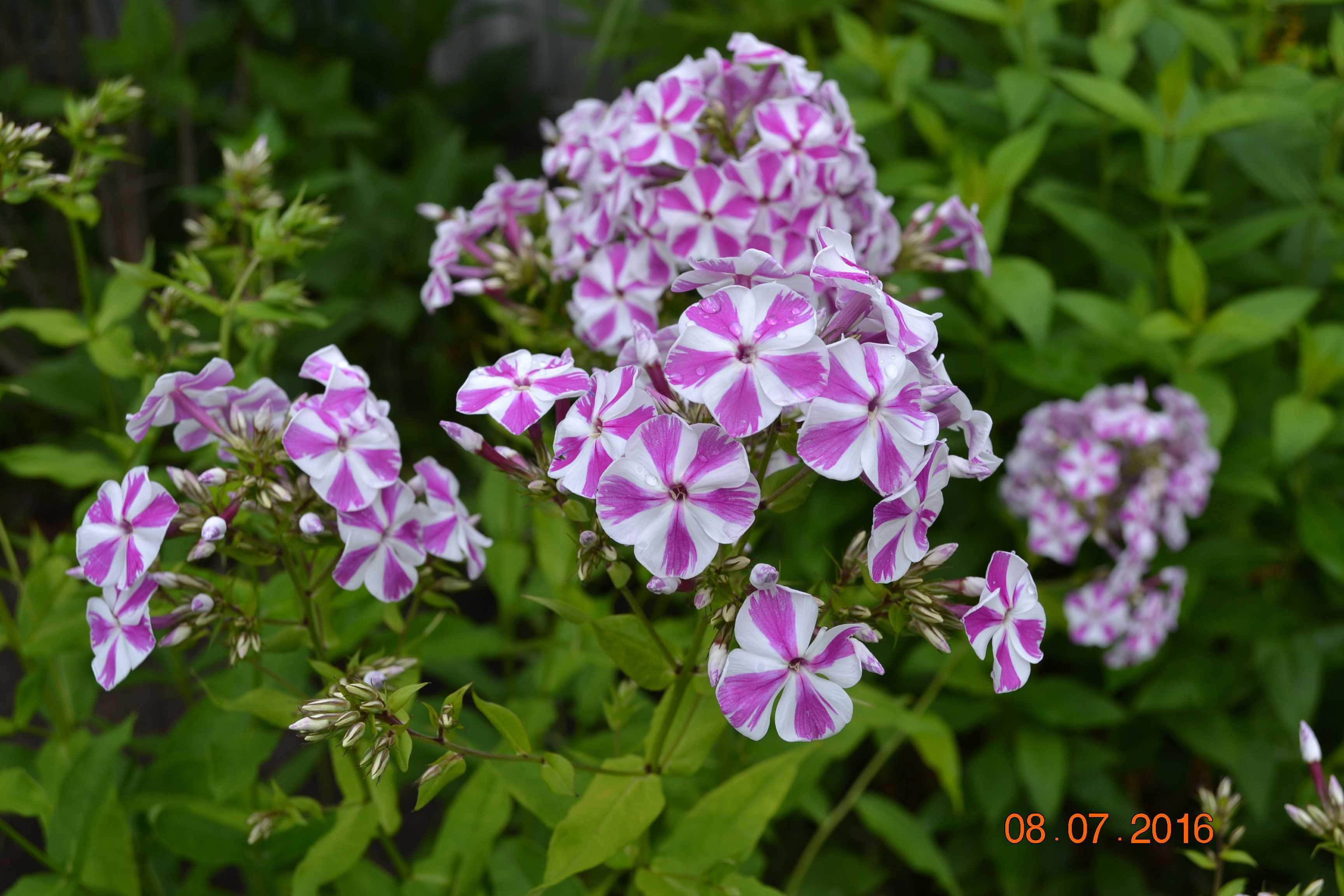 Флокс natascha (наташа)