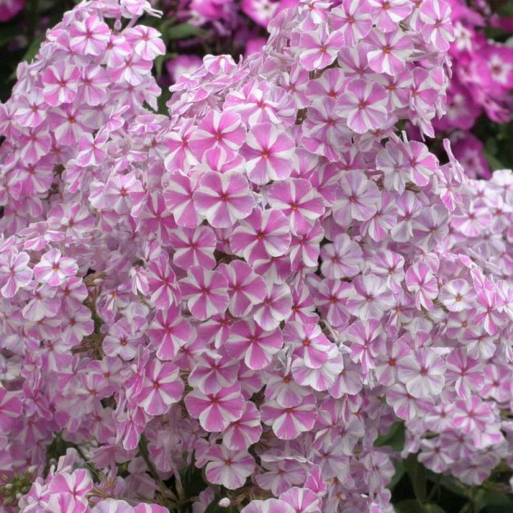 Флокс метельчатый: фото, сорта, описание и названия, посадка и уход, отзывы