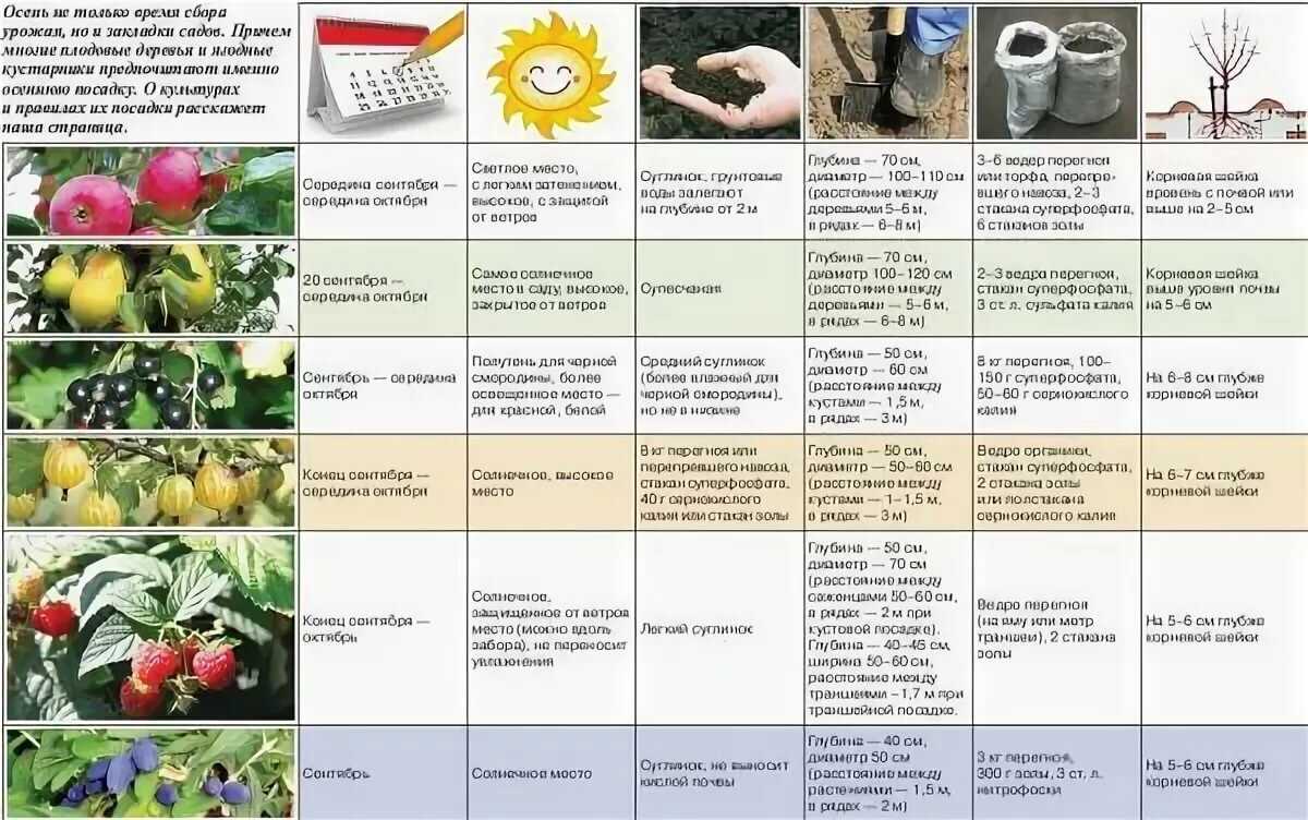 Гиппеаструм фото выращивание и уход в домашних условиях, народные приметы