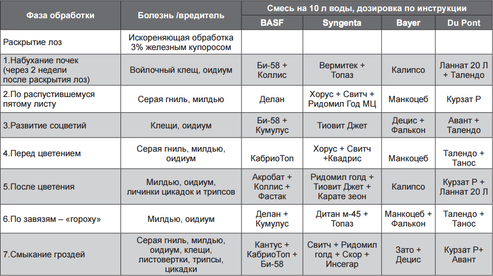 Защита винограда от болезней и вредителей: фунгициды и другие средства от грибка