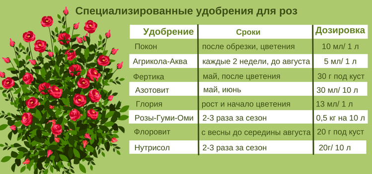 Кустовые розы: сорта с фото и названиями, посадка и уход