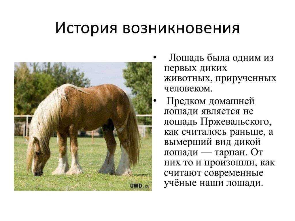 Лошадь мустанг, фото: описание породы