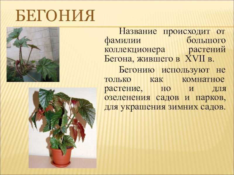 Бегония королевская: 12 сортов с фото и уход в домашних условиях