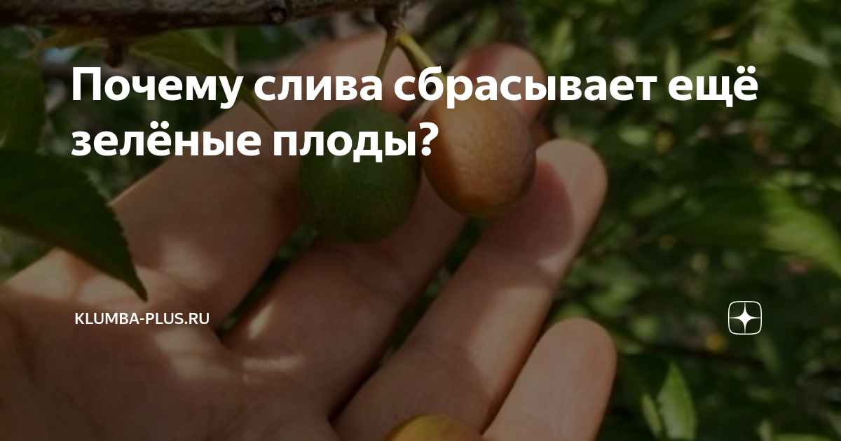 Почему опадают зеленые и недоспелые сливы. основные причины, почему слива сбрасывает плоды и как с этим бороться - автор екатерина данилова - журнал женское мнение