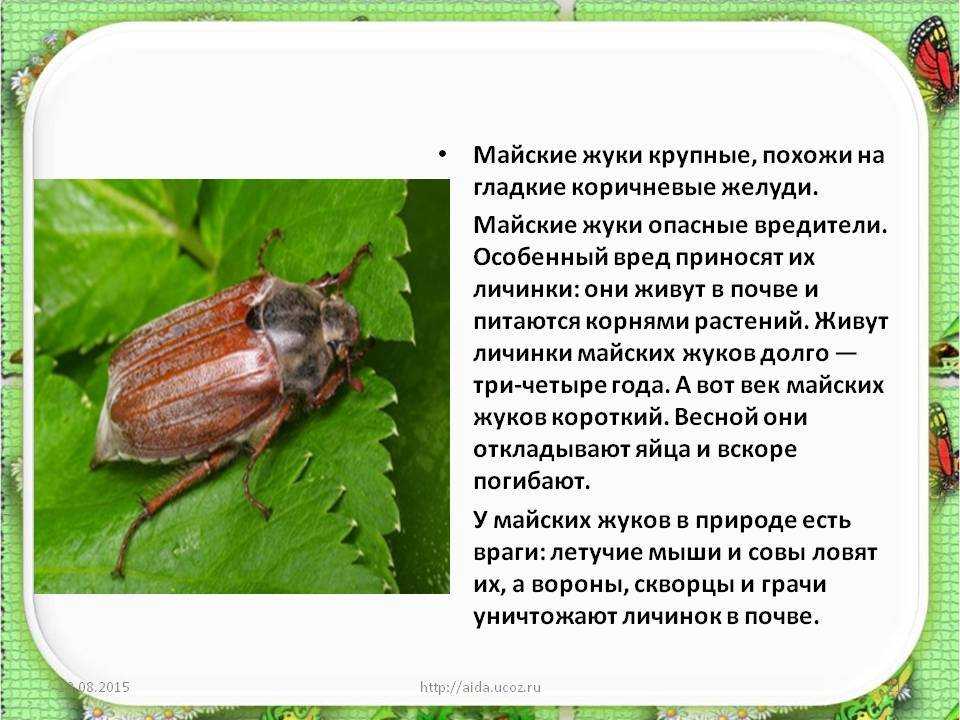 Основные насекомые-вредители груши – описание с фото и как бороться