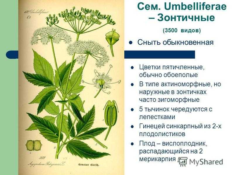 Травянистый многолетник сныть: полезные свойства и противопоказания - лечим дома
