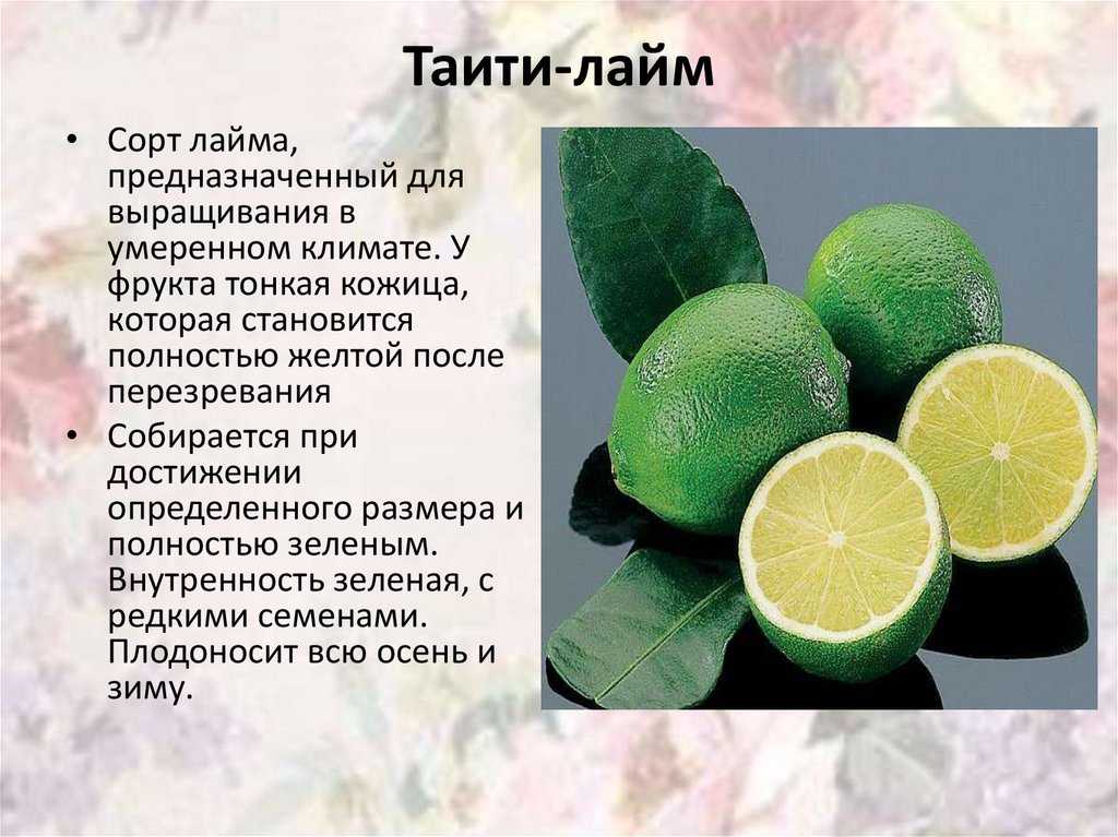 Гиппеаструм