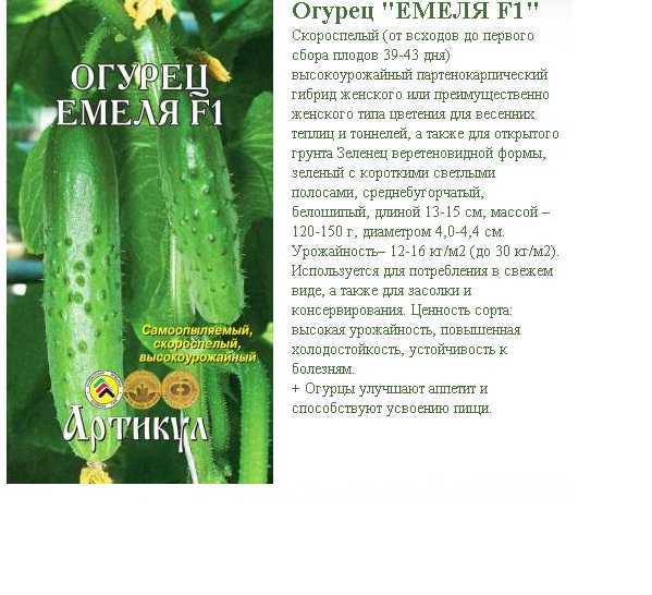 Лучшие сорта огурцов для открытого грунта — самоопыляемые огурцы для засолки
