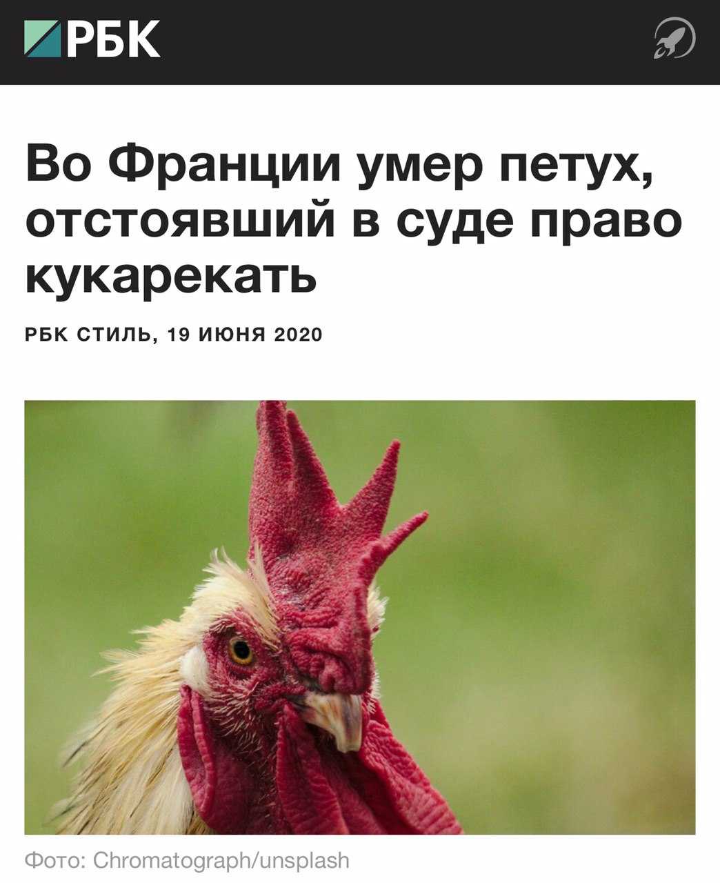 Что нужно делать, если петух клюется и нападает на людей. почему куры клюют петуха что делать если я петух