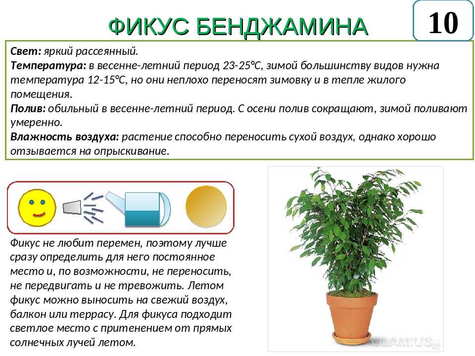Бегония: размножение черенками в воде, листом