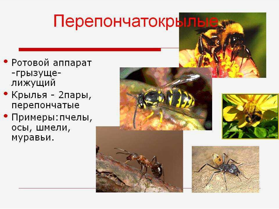Матка осы – как живет царица полосатых насекомых?