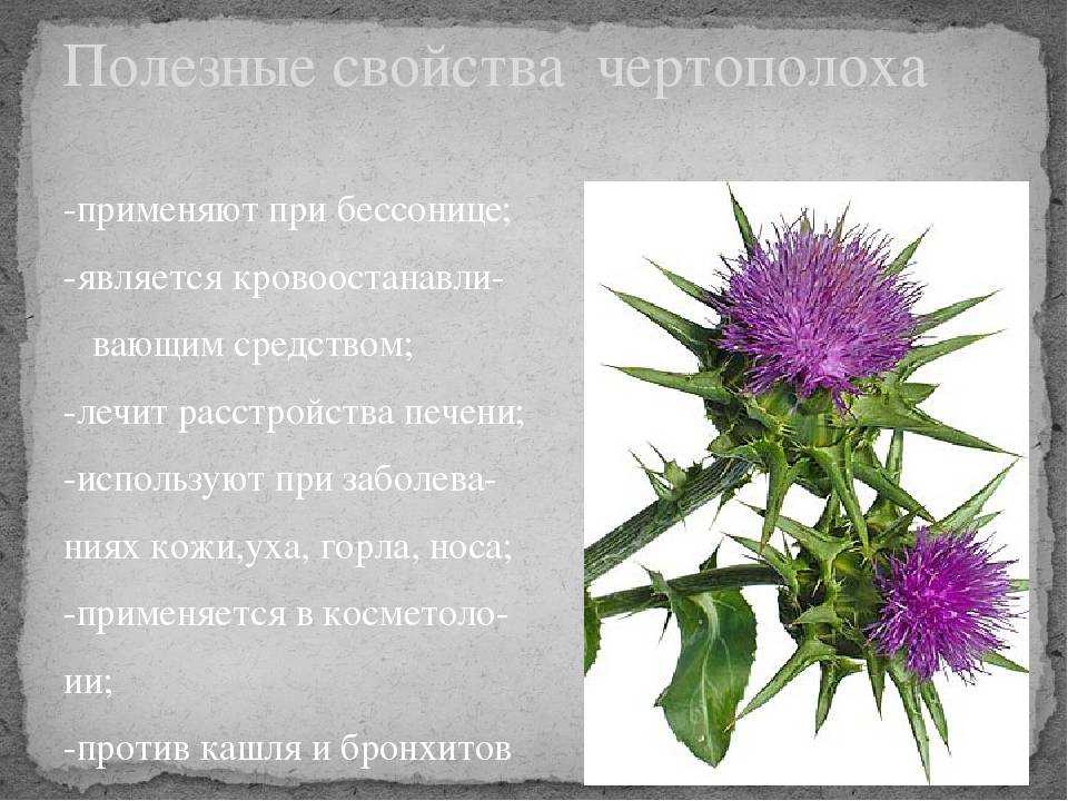 Трава расторопша. лечебные свойства. применение. противопоказания