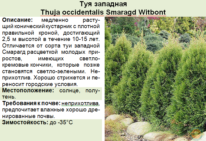 Инструкция по посадки туи