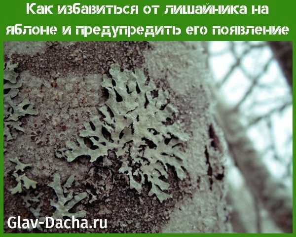 Как избавиться от лишайников на старых яблонях и сливах? / асиенда.ру