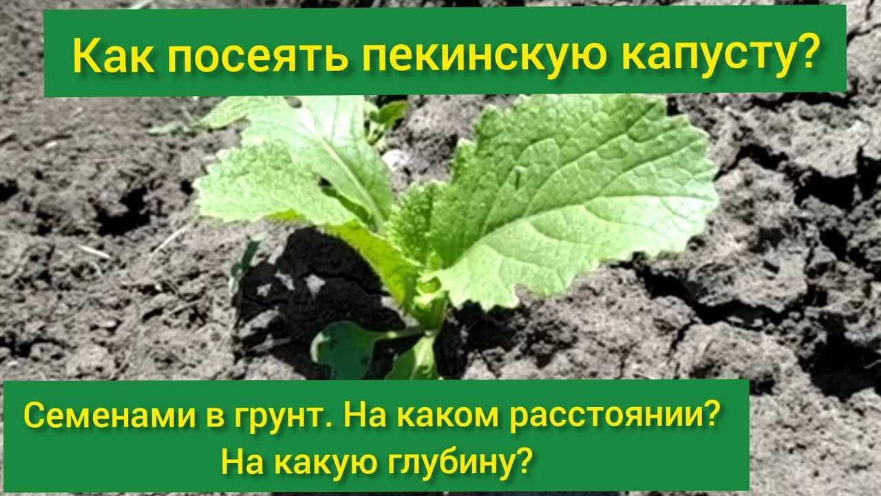 Выращивание пекинской капусты в открытом грунте и теплице