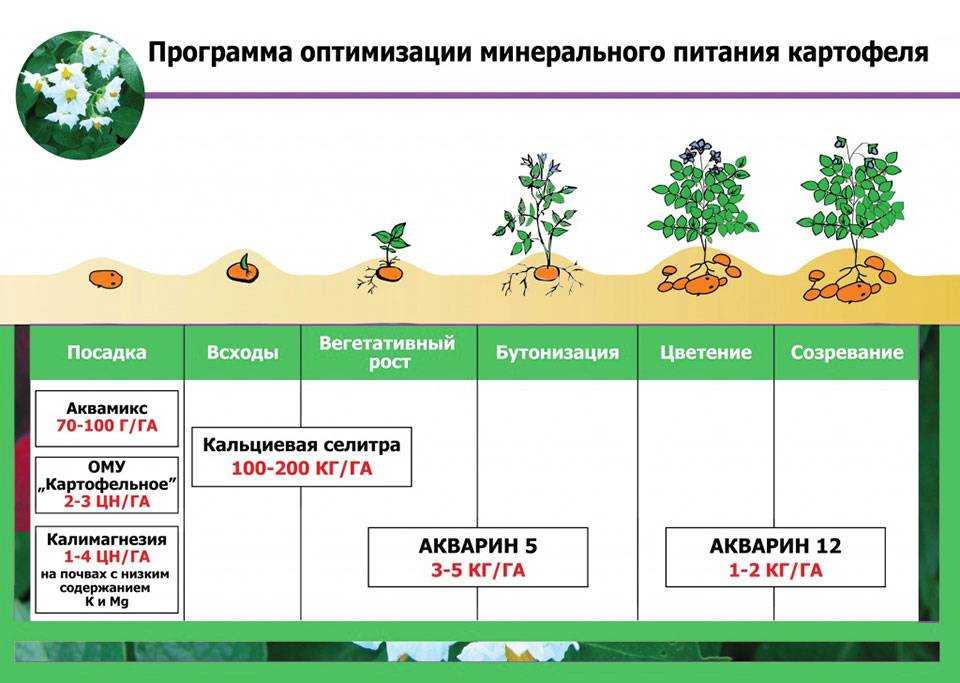 Удобрение картофеля от а до я: чем и как удобрять картошку, правила и сроки подкормок - почва.нет