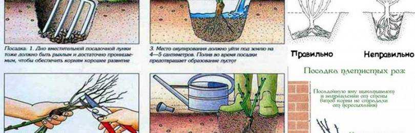 Почвопокровные розы в дизайне сада, фото сортов