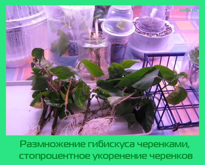 Размножение гибискуса — занятие для терпеливых!