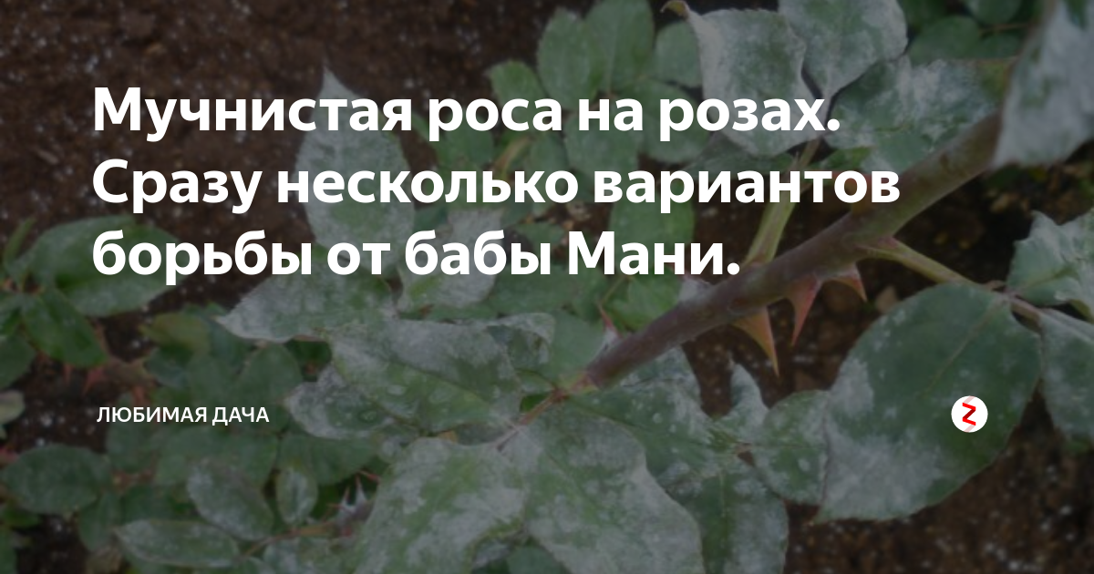 Мучнистая роса на цветах: описание народных средств, химических и биологических препаратов для обработки и лечения