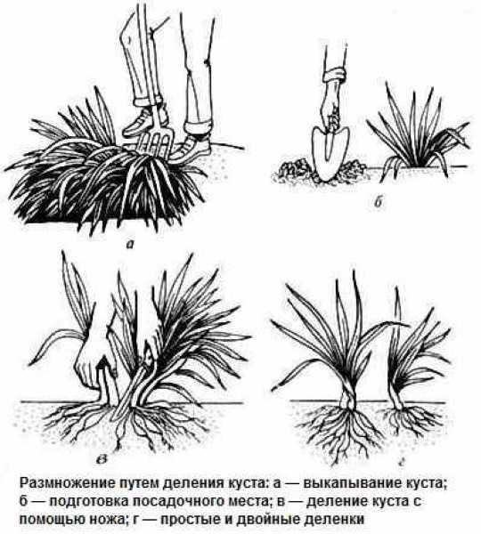 Все о лилейнике: агротехника выращивания в открытом грунте и в домашних условиях