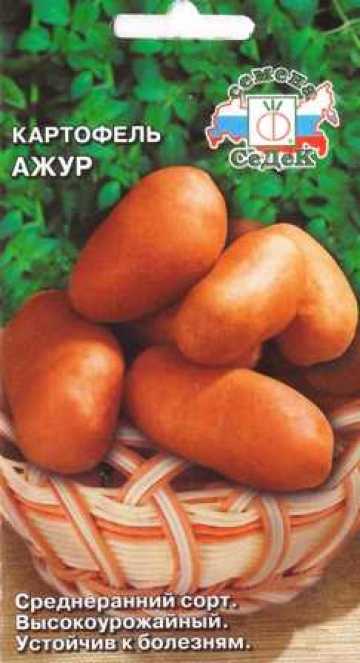 Картофель ажур: характеристика сорта, вкусовые качества. картофель ажур: отзывы, фото, урожайность, секреты выращивания
