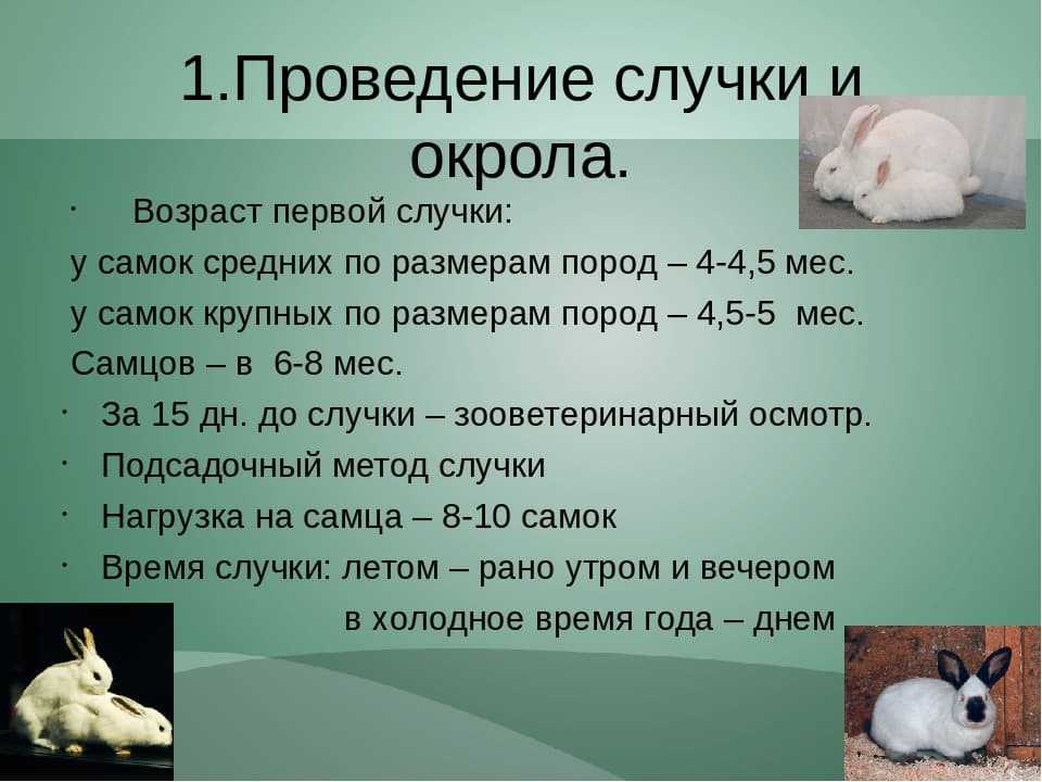 8 признаков, как можно узнать что крольчиха беременна
