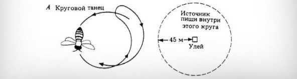 ✅ на какое расстояние могут летать пчелы, как перелетают с цветка на цветок