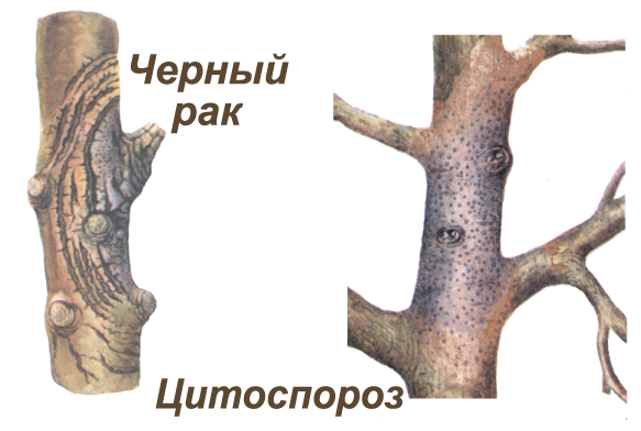Черный рак плодовых культур