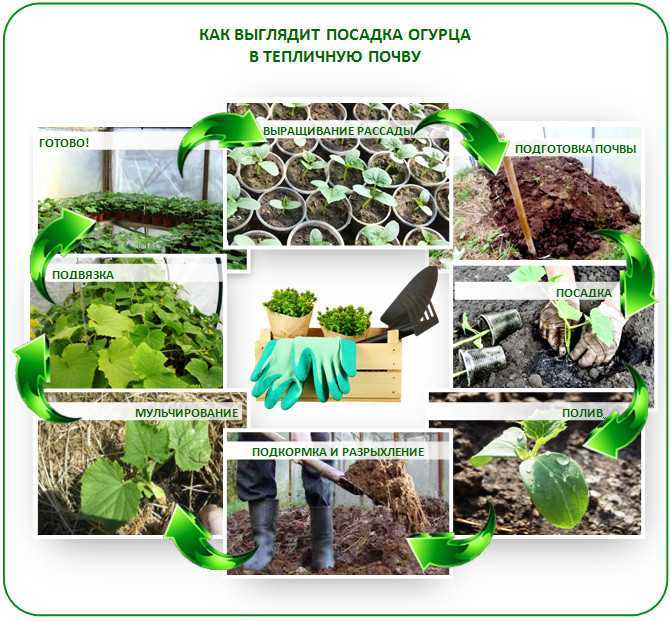 Огурец мурашка: описание сорта и характеристики, выращивание и уход, отзывы с фото