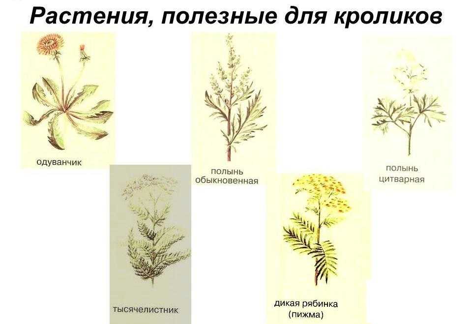 Какую траву можно давать кроликам