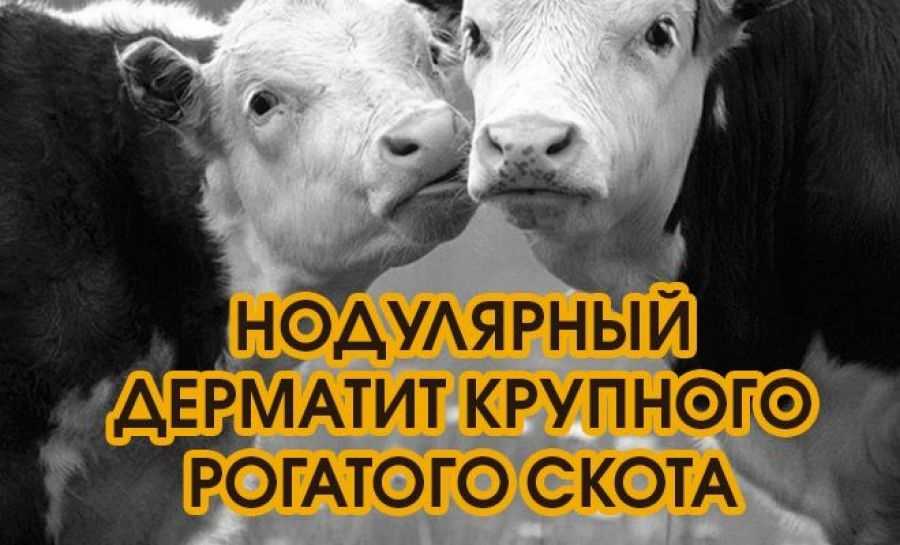 Нодулярный дерматит у крупнорогатого скота: симптомы заболевания, способы лечения, использование народных средств