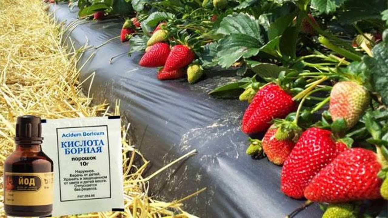 Борная кислота для клубники: подкормка во время цветения для большего урожая