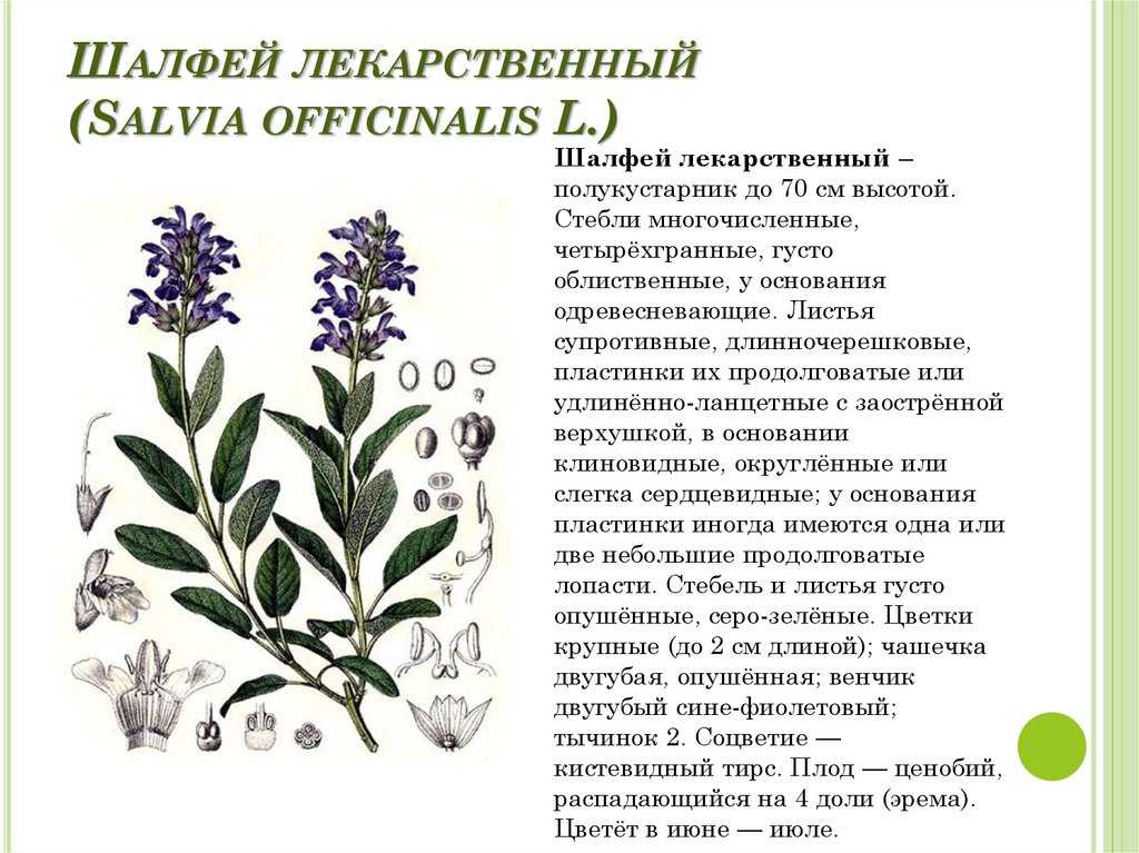 Все о шалфее дубравном: описание сорта, условия посадки, как ухаживать