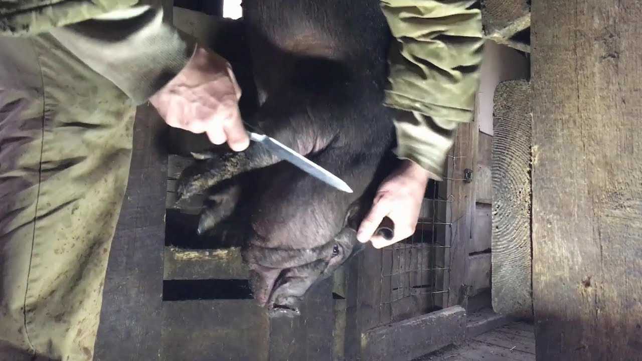 Как правильно зарезать поросенка, как режут поросят (фото и видео)
