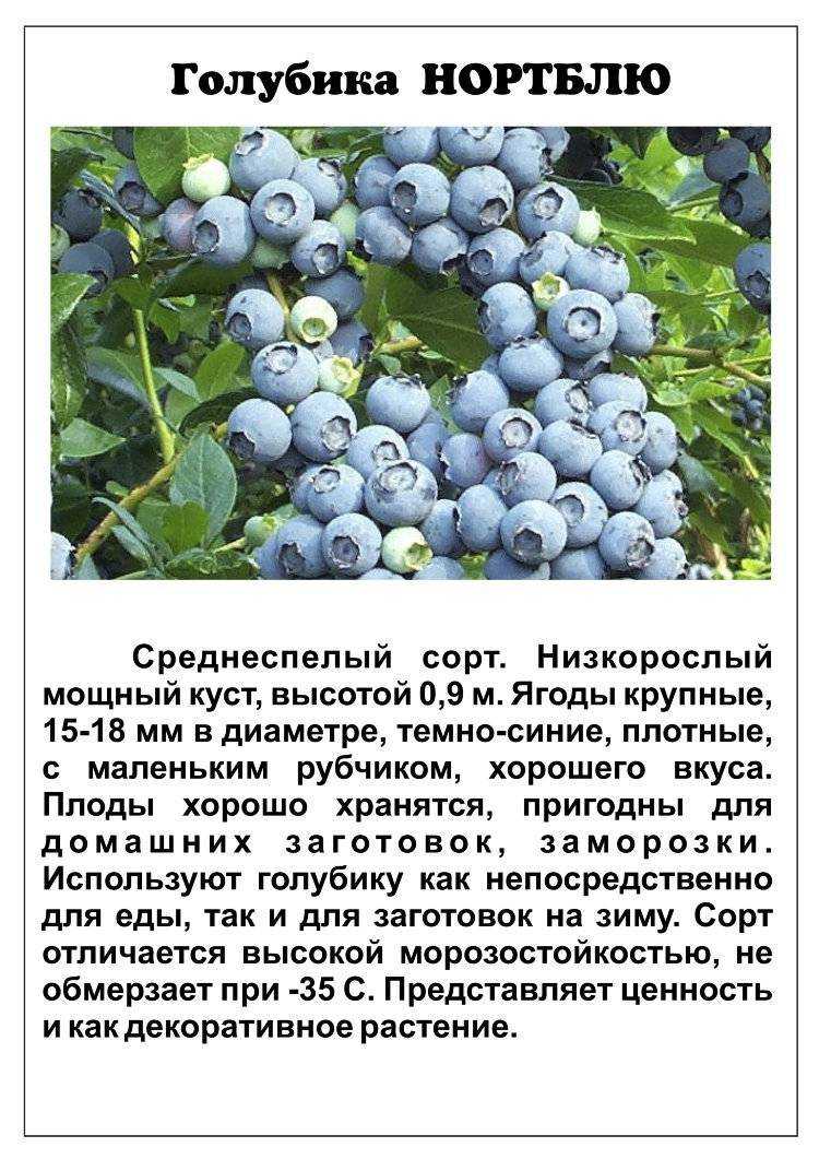 О садовой голубике Блюголд: описание и характеристики сорта, посадка и уход
