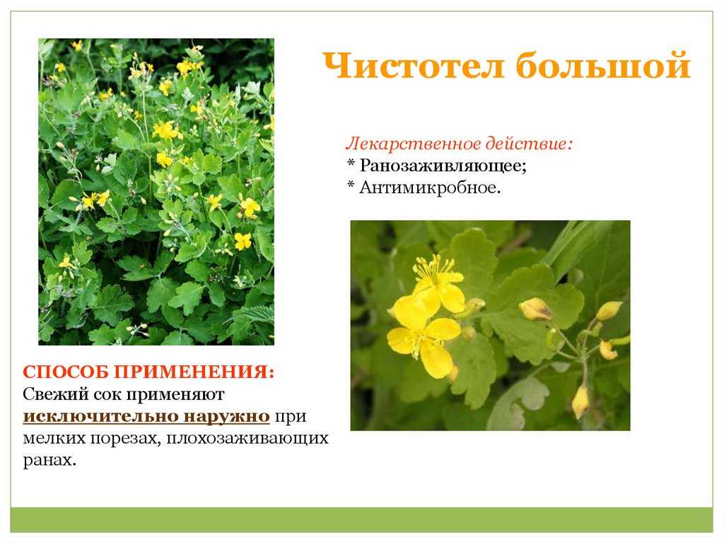 Чистотел - полезные свойства и противопоказания. народные рецепты