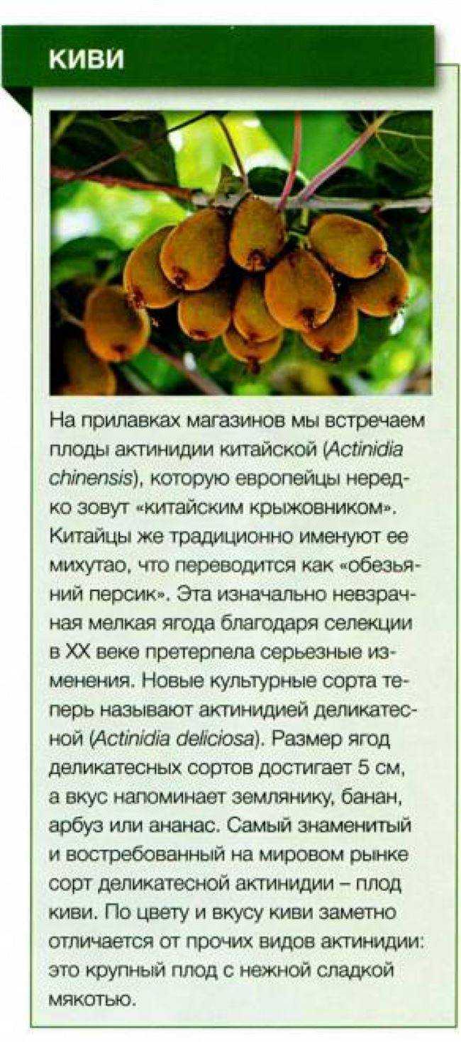 Актинидия в сибири: выращивание, правила посадки и ухода, размножение
