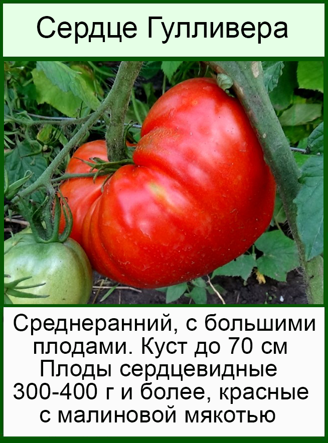 Томат гулливер: вкусный и урожайный сорт от любови мязиной, отзывы о выращивании, правила посадки и ухода, урожайность сорта, фото