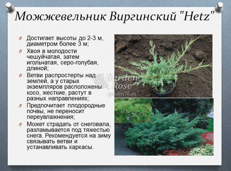 Как правильно посадить можжевельник: условия для высаживания летом и осенью