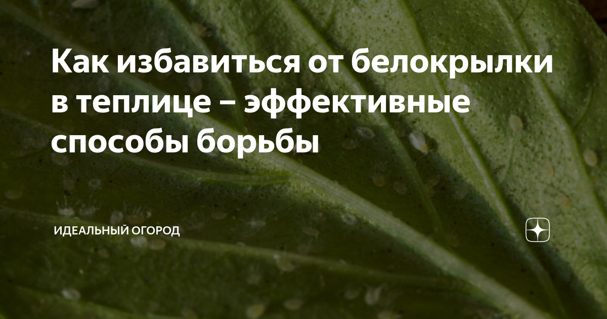 Мелкие белые мошки на растениях — что за напасть?