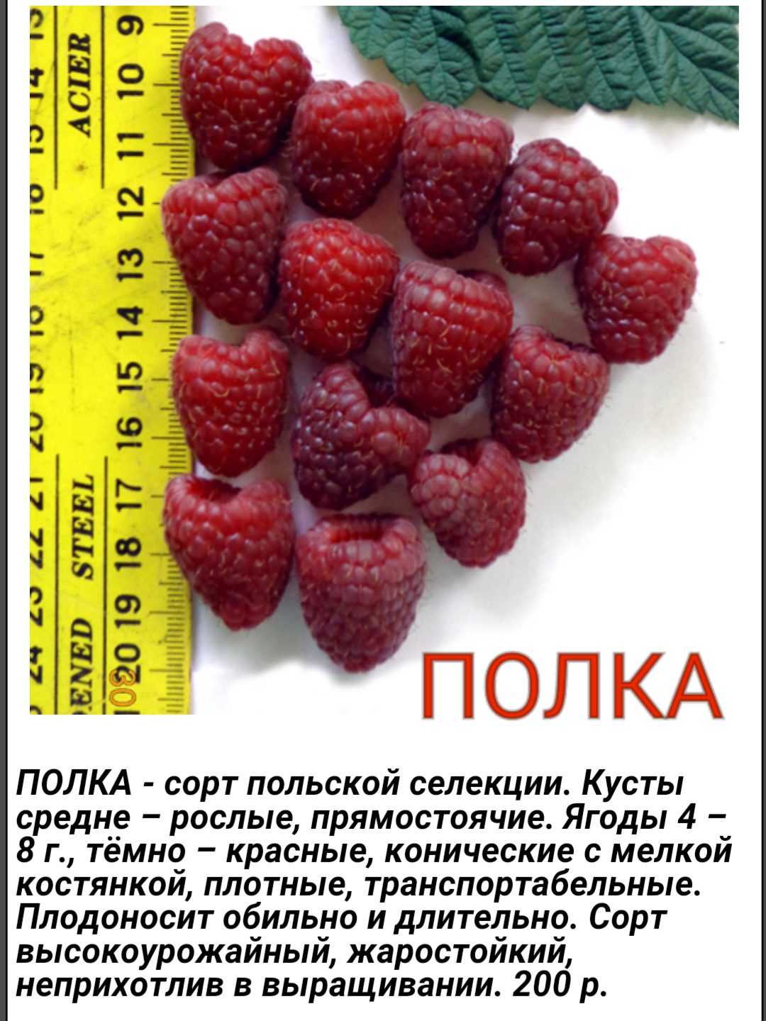 Малина таганка фото и описание сорта, посадка и уход