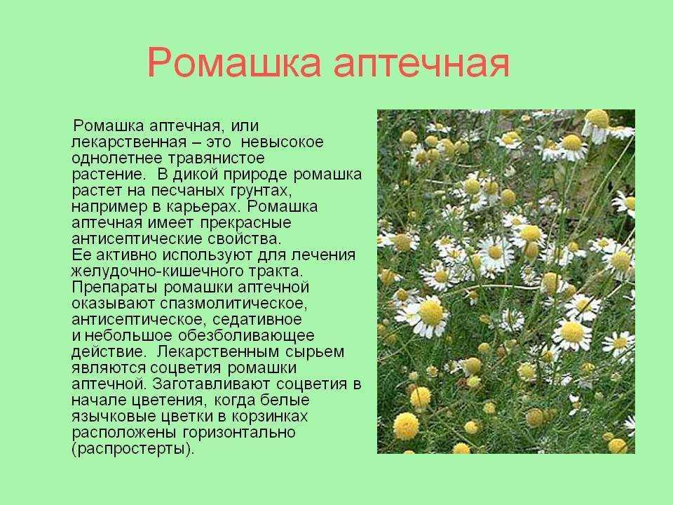 Описание и лечебные свойства ромашки без лепестков (пахучей, безъязычковой)